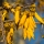 Kowhai note image