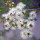 Kunzea note image