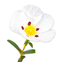 Labdanum