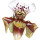 Lady Slipper Orchid note image