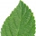Lantana leaf note image