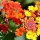 Lantana note image
