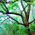 Laurissilva Forest note image