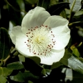 Leatherwood note image