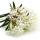 Ledum note image