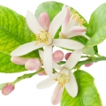 Lemon Blossom note image