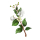 Lemon Myrtle note image