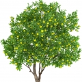 Lemon Tree note image