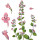 Lesser Calamint note image
