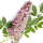 Licorice Flower note image