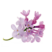 Lilac