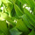 Lily-of-the-Valley Leaves note image