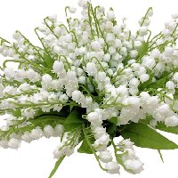 Lily-of-the-Valley