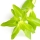 Limnophila Aromatica note image