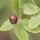 Linaloe Berry note image
