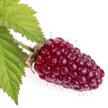 Loganberry note image