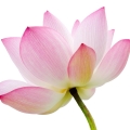 Lotus Leaf