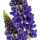 Lupin note image