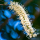Macadamia Flower note image