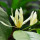 Magnolia Leaf note image