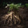 Mandrake note image