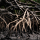 Mangrove Wood note image