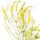 Melilot or Sweet Clover note image