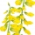 Melilotus note image
