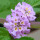 Melissa Flower note image