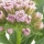 Milkweeds note image