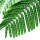 Mimosa Leaves note image