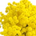 Mimosa Petals