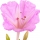 Mirabilis note image