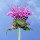 Monarda note image