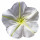 Moon Flower note image