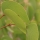 Mopane note image