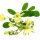 Moringa Blossom note image