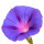 Morning Glory Flower note image