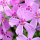 Moss Flox note image