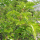 Mulberry plant note image