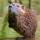 Muskrat note image