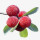 Myrica note image