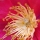 Nectar note image