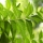 Neem note image