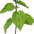 Nettle Blossom