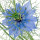 Nigella note image