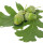 Oak Leaves