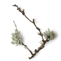 oak moss