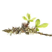 Oakmoss