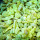 Olibanum Sacra Resin Green note image